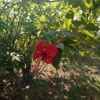 瞳瞳是花仙精靈王