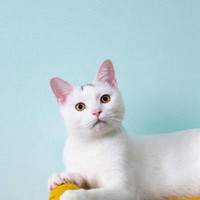 赝猫