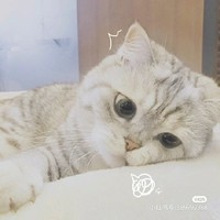 小猫涵喵喵