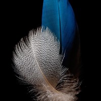 花凤阴系列