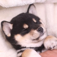 我的動物男友