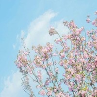 本剧没有爱情