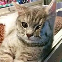 是一部腐女爱看的小说