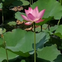昙花精灵王