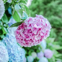 花艺师
