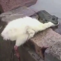 招收弟子