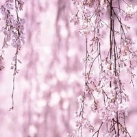 紫甜是命定之神
