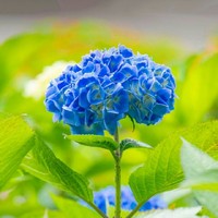 安琪兒是花神之靈