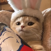 夙橙