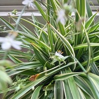 橙寒