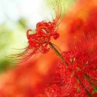 大佬的恋爱