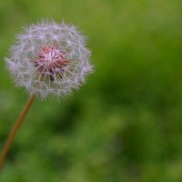 花百科