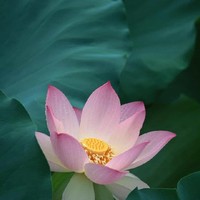 霸气忧郁