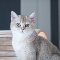 洛小熠是猫妖