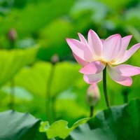 書籍解說