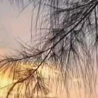 竹筍林小組