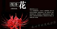 彼岸花開(kāi)開(kāi)彼岸