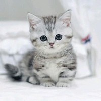 小奶猫