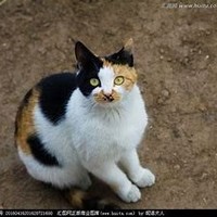 猫武士重生