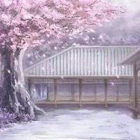 樱藤