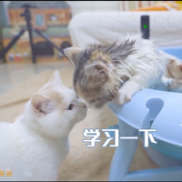 饺宵