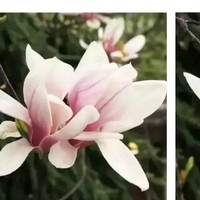 一心只想当咸鱼女主