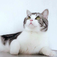 猫主子说话了