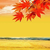 雨秋