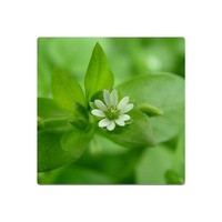女主是朵花儿