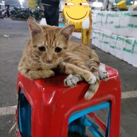 暴利搶劫