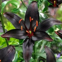花朵大百科