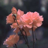 假的爱情真的无语
