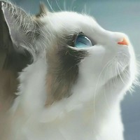 如何驯服调皮的猫咪