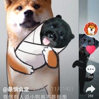 我家狗是阳台上捡来的