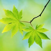 筆落驚風(fēng)