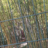 偽裝的學(xué)霸班