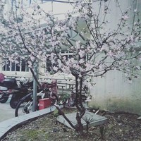 妈咪的哥哥们
