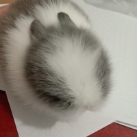 君吾戚容