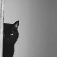 双男主暗黑悬疑犯罪