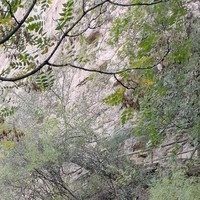 此团宠非彼团宠