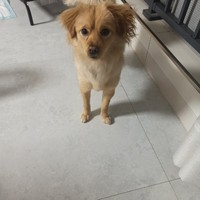 昴与蕾姆