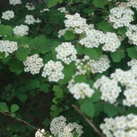 碧瑤周子舒