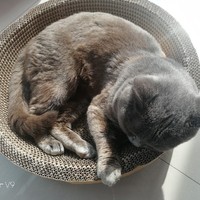 猫武士改编