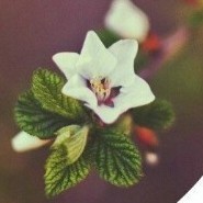 自定义散文