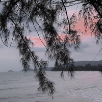 江洛柚