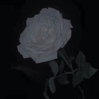 每天写月亮