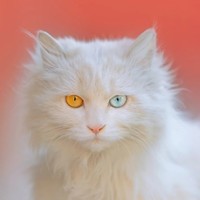 搞笑中帶著一絲甜