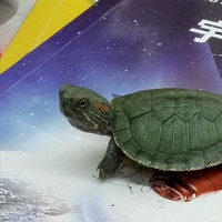 乌龟君
