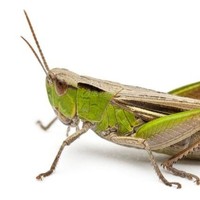 虫