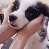 鼠标